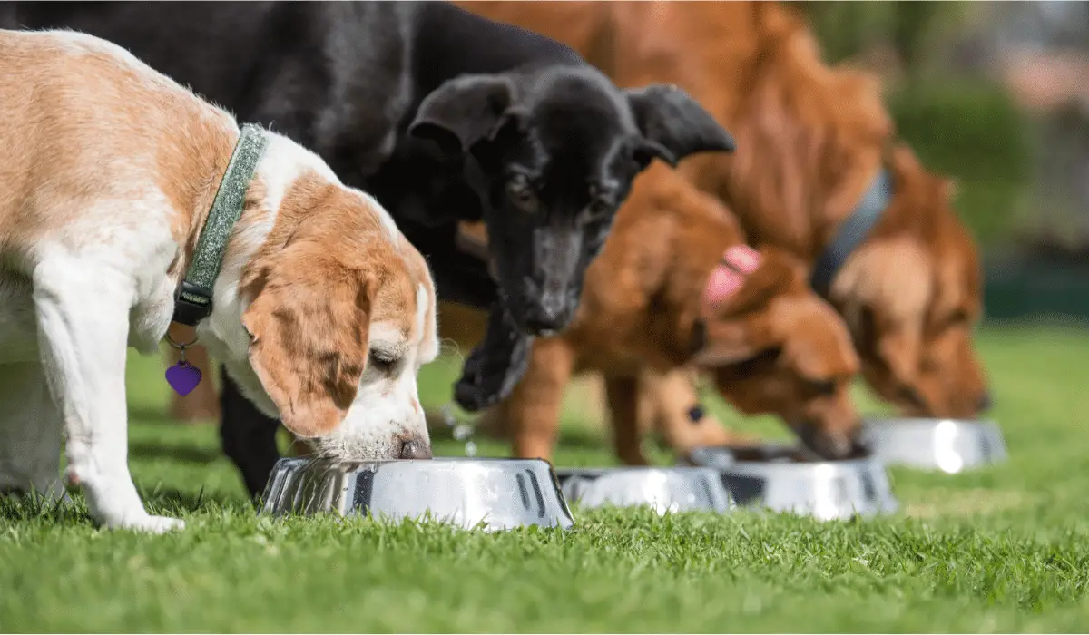 Can Dogs Eat Corned Beef